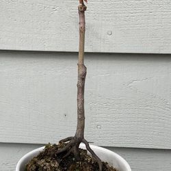 Bonsai Japan Maple