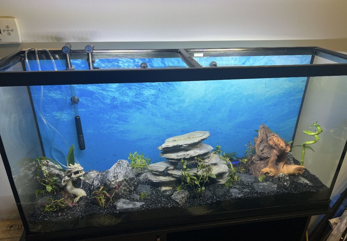 60 Gallon Fish Tank