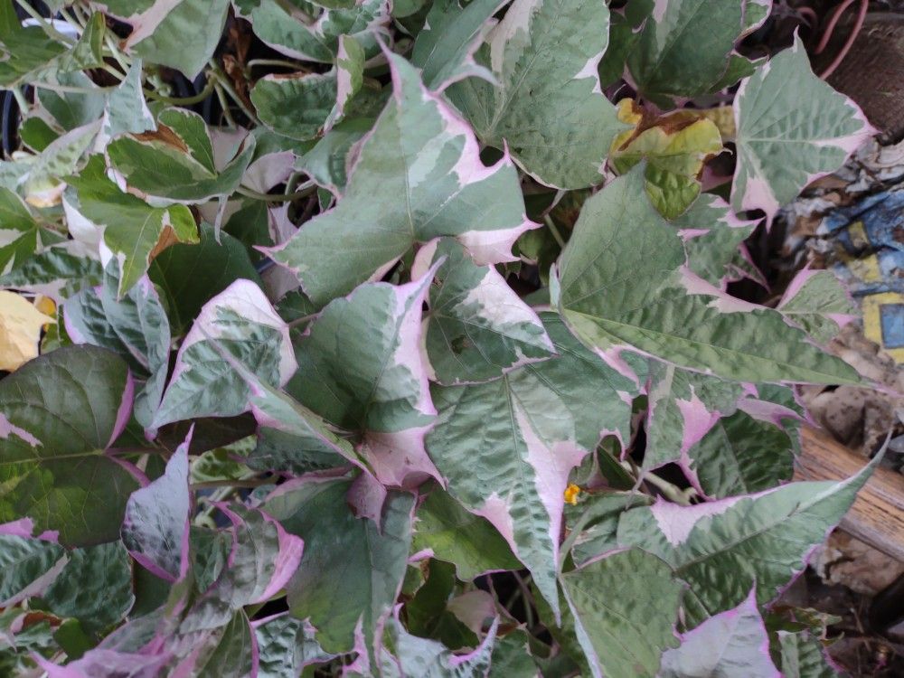 Sweet Potato Vines
