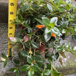 Huge/full/lush Flowering Goldfish Plant, 95820