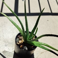 Aloe vera plant with pot/ see discription 👍👍