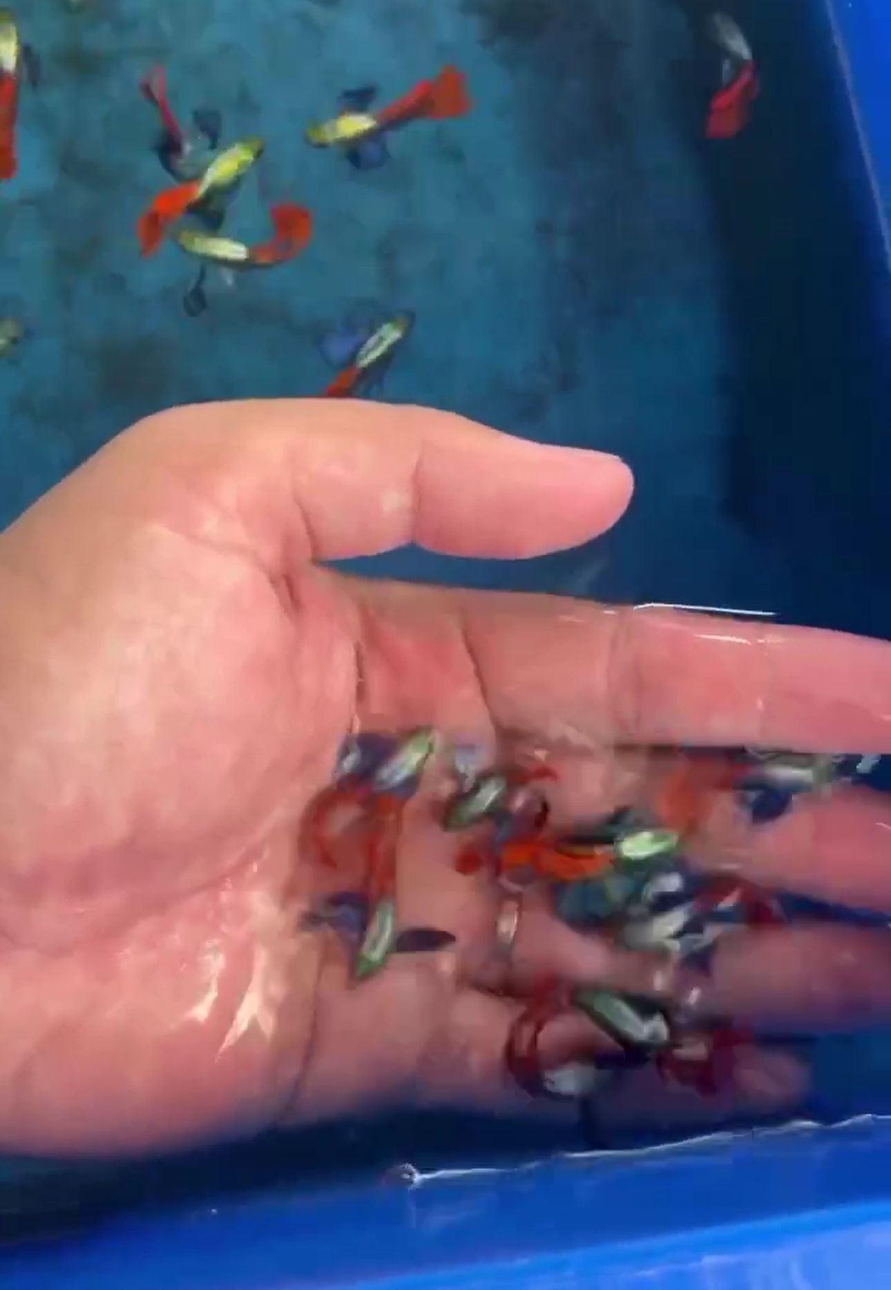 Aquarium Supplies