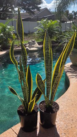 Variegated Snake Plants