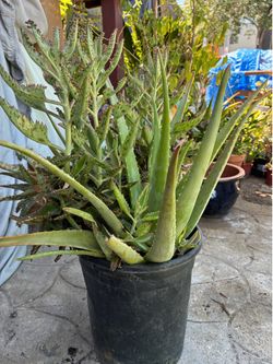 BEAUTIFUL KALANCHOE WITH 2 ALOES IN ONE PLANT