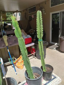 Cactus
