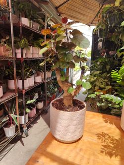 Aralia Fabian Stump Tree