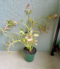 Variegated  Euphorbia  Tithymaloides  plant