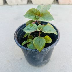 Perilla seedling plants 