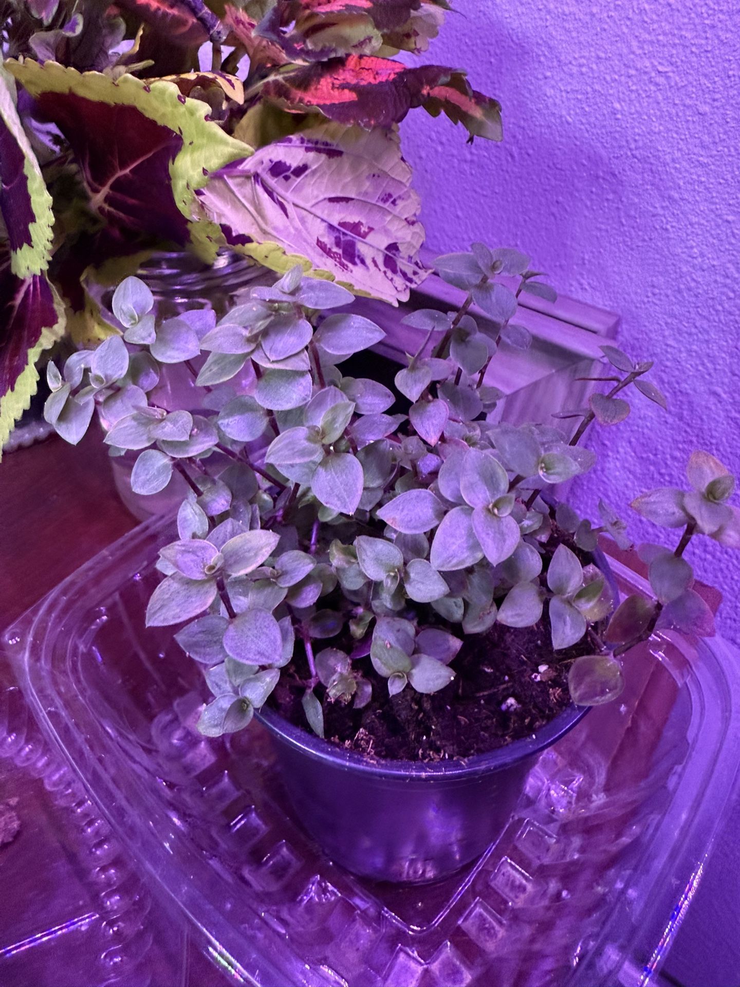 Baby Blue Tears Plant In Pot Indoor/outdoor Cute