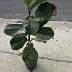 Fiddle Leaf Plant 