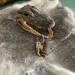 Alligator Head With Foot Keychain 