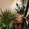 House plant
