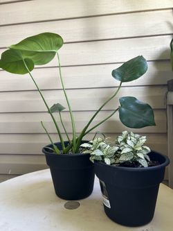 Plants
