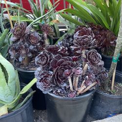Succulent Plant $18 Each