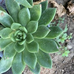 Succulent 