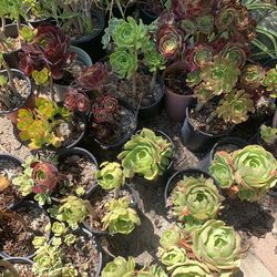 One gallon succulents plumeria cactus bromeliad 5$ each or 5 for 20$