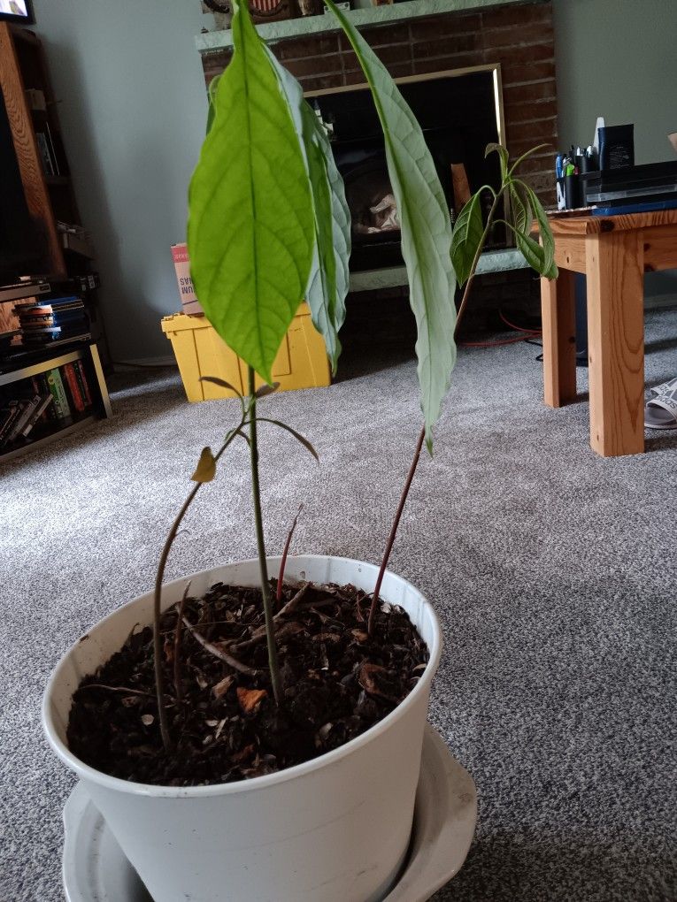 4 Avacado Trees In 1.5 Galon Pot 