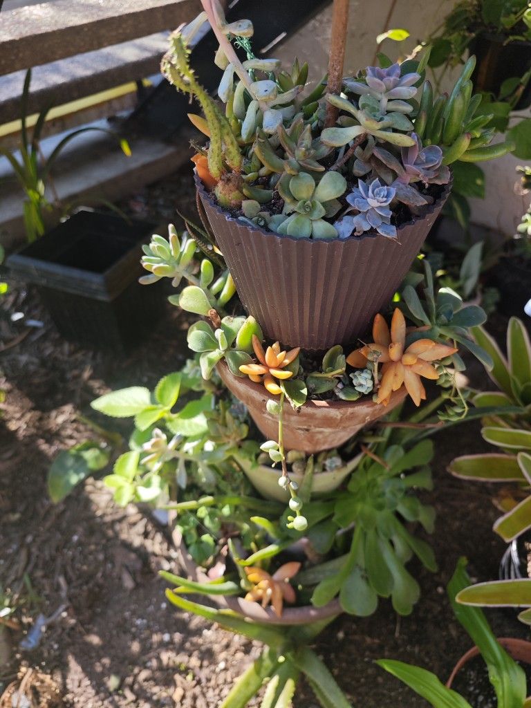 Succulent A Lot