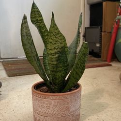 Indoor Mother-in-Law or Snake Plant 