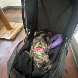 French Pet  Stroller