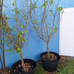 Plant Sale Hibiscus, Money Tree & Garden Croton
