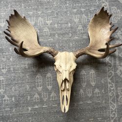 Moose Skull Wall Decor 