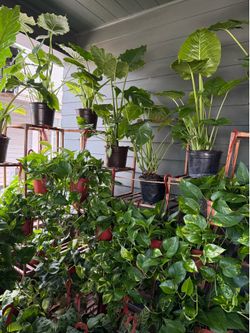 Lush Houseplants & Indoor Plant Collection – Great Prices!