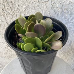 1 Gallon Pot Succulent Plant - Kleinia Petraea - Jade Trepador - Rooted & Stablished - Drought Resistant - 🪴