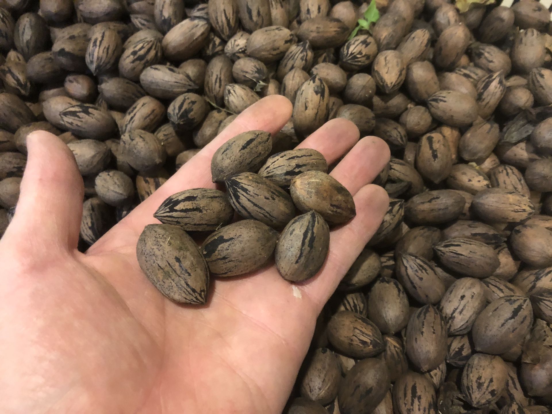 Small pecans - like the Walmart ones - $4/lb