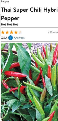 Thai super chili hybrid pepper plant
