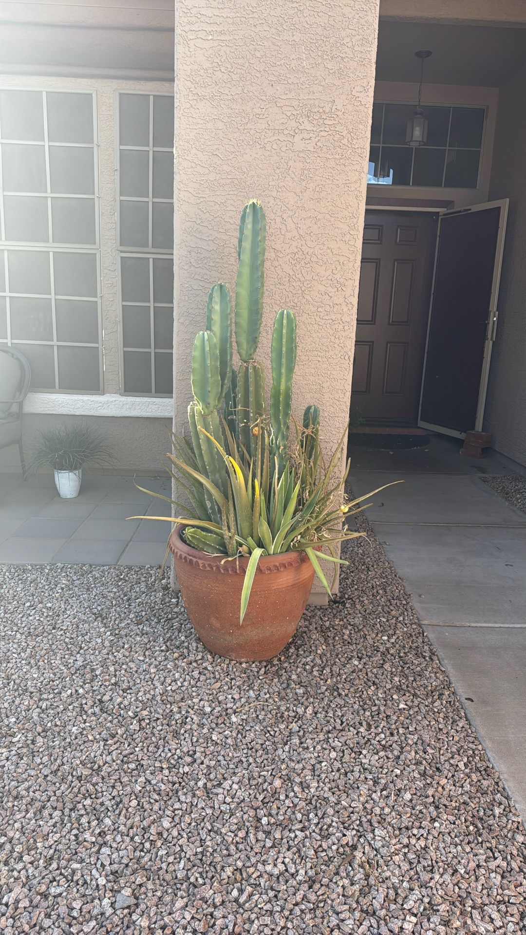 Live Cactus In Big Clay Pot