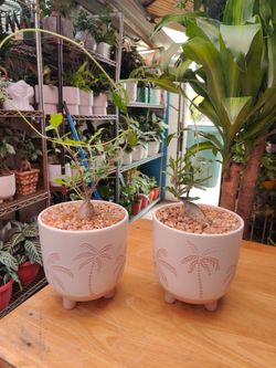 Fockea Edulis Rare Plant