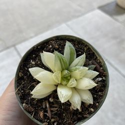 4” Variegated Hawhorthia