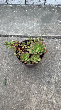 Small potted succulent