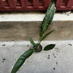 Anthurium Scolopendrinum 4” Live Plant