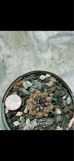 Copiapoa