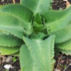 Mother Of thousands Mexican Hat Dance rooted Plant (Pic #2)