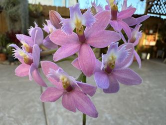 Pink Epidendrum 