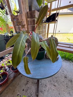 Philodendron Mexicanum