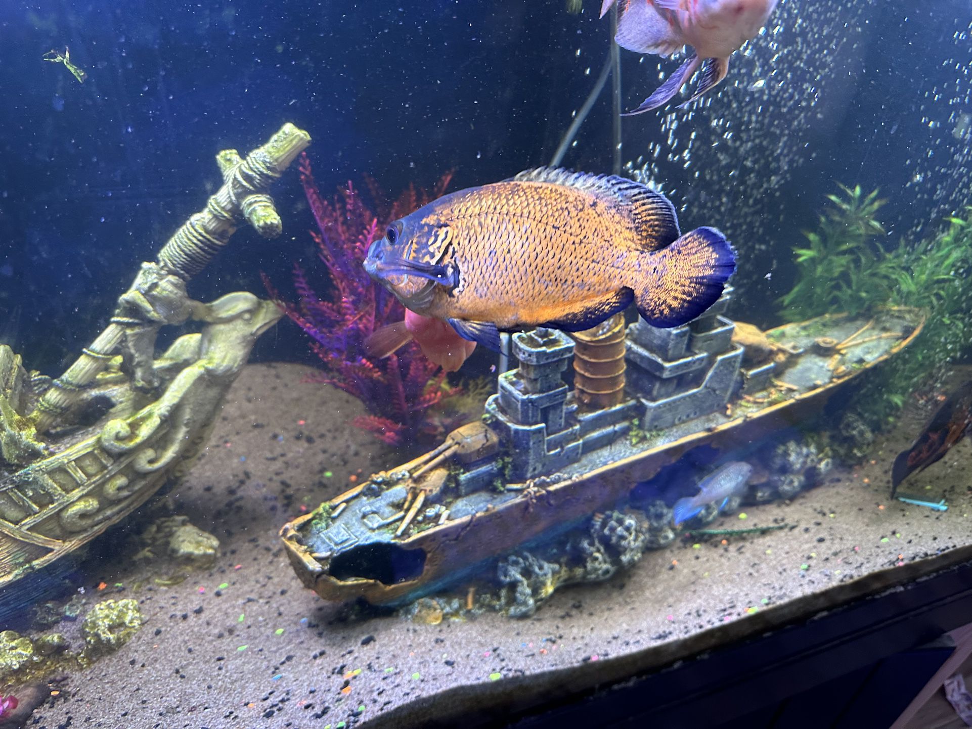 Tiger Oscar Fish Tank