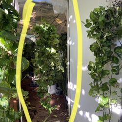 Huge/full/lush 5-5.5ft Pothos (Global Green); 95820