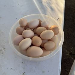 Farm Eggs