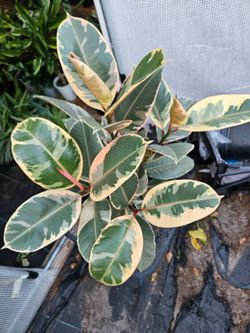 Variegated Rubber tree houseplants live