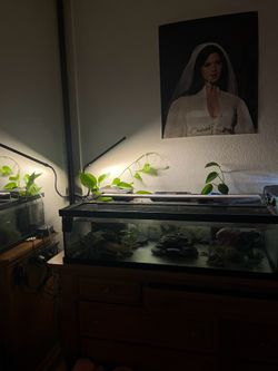 Lowboy fishtank