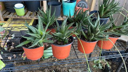 ZEBRA PLANTS Steal 👀!!