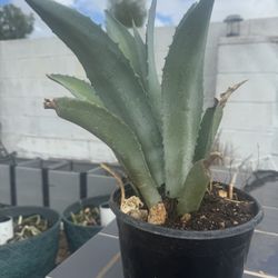Agave 