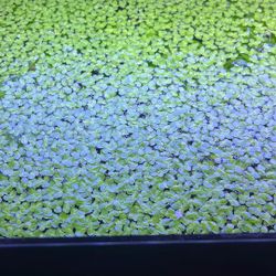 Duckweed