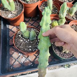 Boobies Cactus