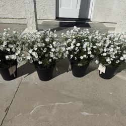 BRAND NEW Potted Faux White Flowers 