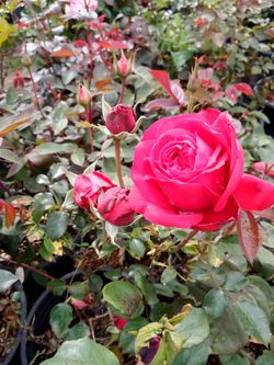 Variedad De Plantas $15dls
